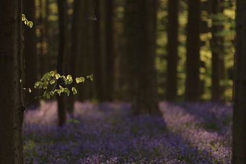 light of spring van Hans Koster