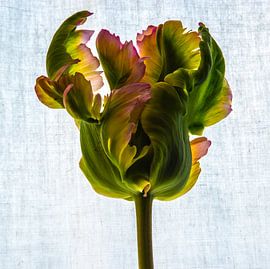 La tulipe dans toute sa splendeur ! sur Annelies Martinot