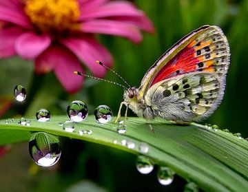 A butterfly in the garden after the rain by Claude Laprise