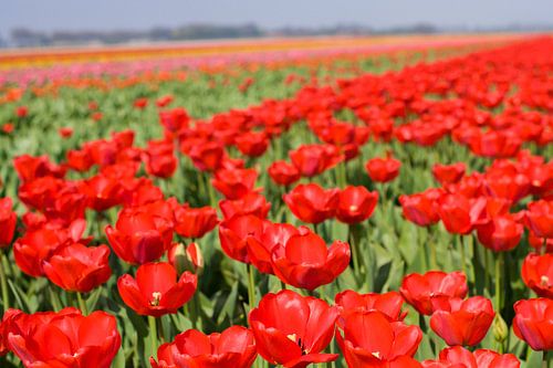 Veld met rode tulpen