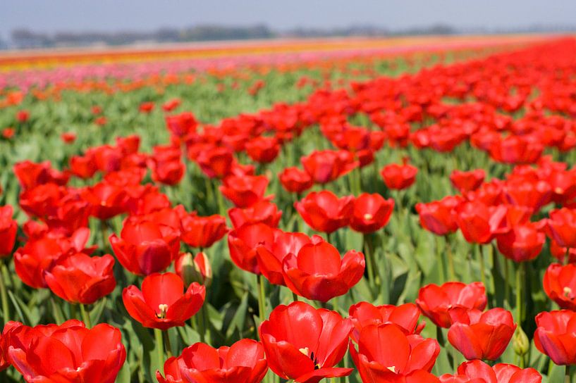 Veld met rode tulpen van Stefanie de Boer