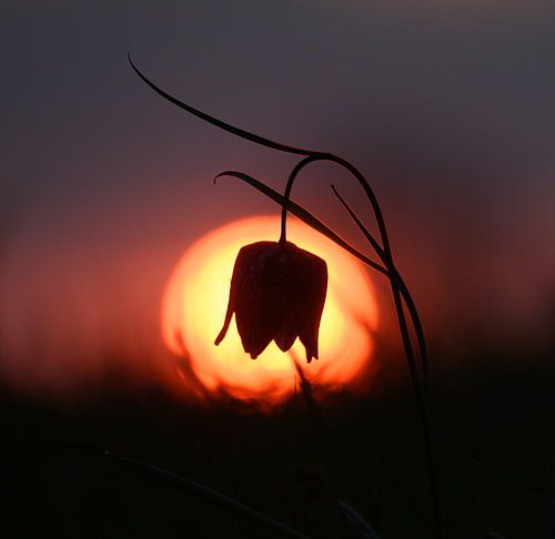 Kievitsbloem met de ondergaande zon