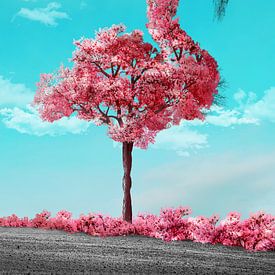 Flamingo Tree in bloom by Martijn Schrijver