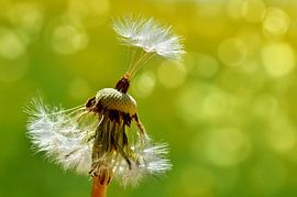 Pusteblume von Violetta Honkisz