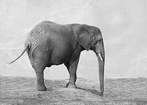 Elefant in Schwarz und Weiß