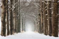 Arbres dans la neige d'hiver par Rob Visser Aperçu