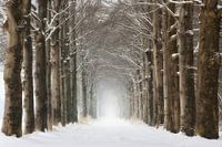 Bäume im Winterschnee