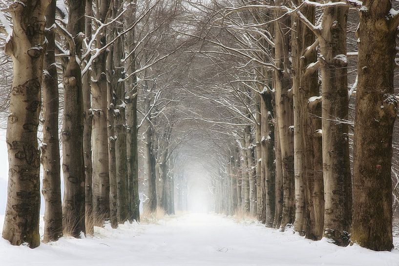 Bäume im Winterschnee von Rob Visser