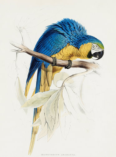 Edward Lear – Blau-Gelber Ara (Macrocercus ararauna)