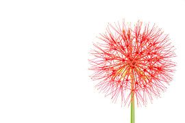 Scadoxus multiflorus ssp. multiflorus. sur Tanja van Beuningen