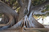 Ficus Elastica ( Rubberboom) van Jan Katuin thumbnail