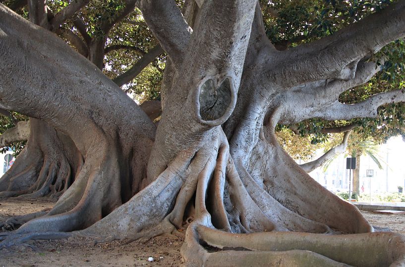 Ficus Elastica ( Rubberboom) van Jan Katuin
