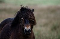 Poney Exmoor à Fochteloërveen