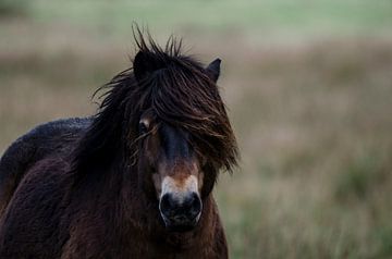 Exmoor pony in Fochteloërveen