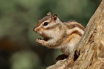 Siberian squirrel by Anjella Buckens
