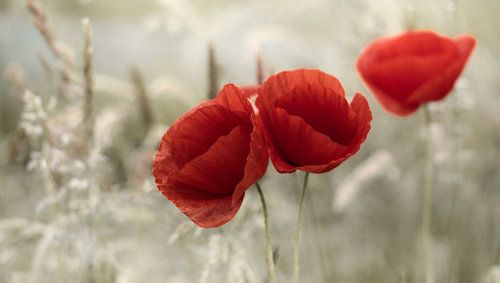 Poppies Romance