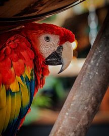 Ara op stok van J.H Photoart