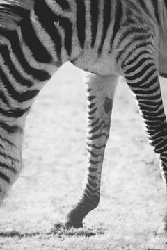 Detail | Zebra | Bildende Kunst von Femke Ketelaar