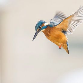 Birds - Kingfisher preying in this winter period by Servan Ott