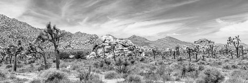 Joshua Tree National Park - Panorama Monochroom
