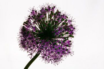 Allium met tegenlicht van Onno van Kuik