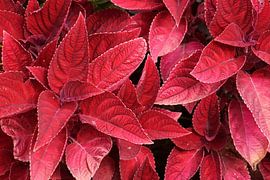 Red plant leaves.
