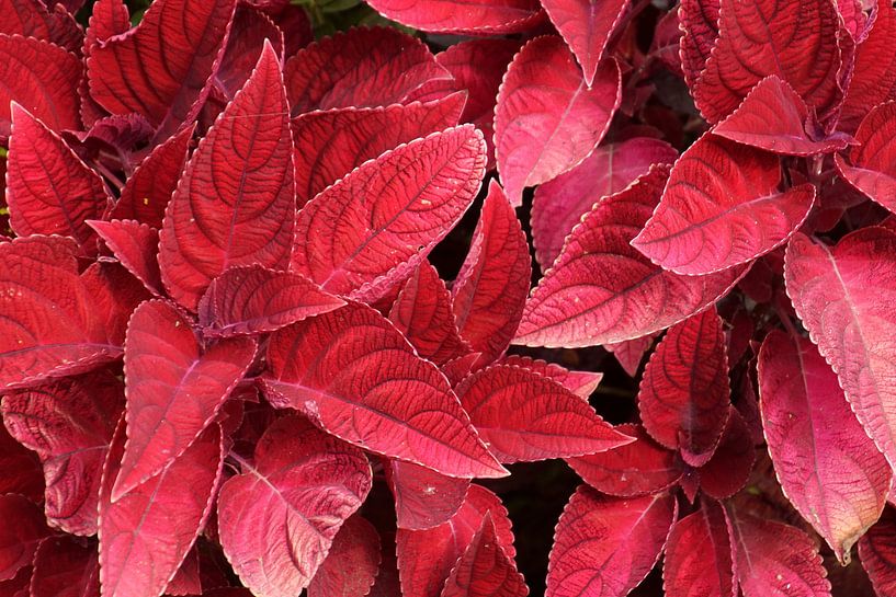 Red plant leaves. by Jarretera Photos
