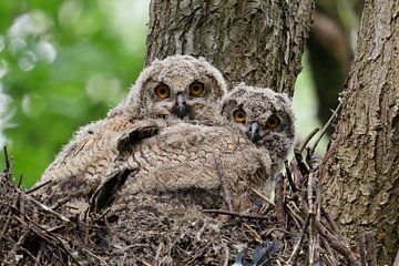 Eurasian Eagle Owl ( Bubo bubo ) offspring, chicks, owlets, young owls perched in elevated nest in a