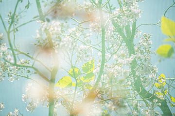 Weiße Blüte mit blauem Himmel