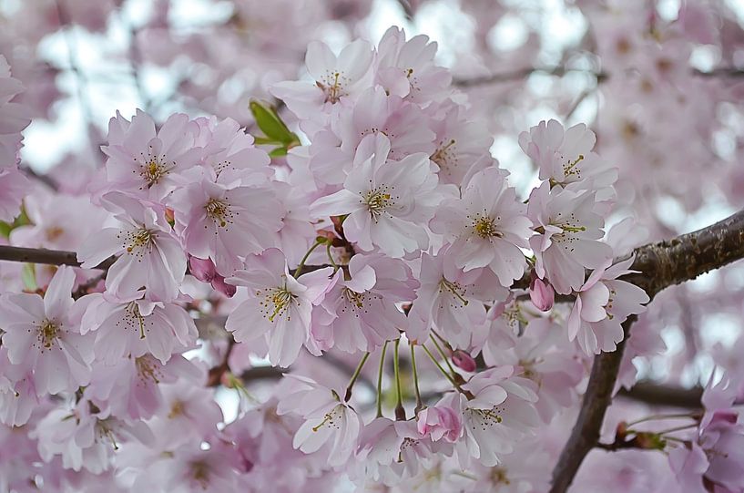 pink dream by Zwergls Lichtermeer