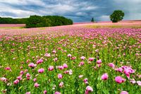 June poppy