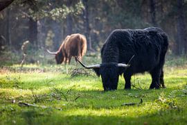 Scottish Highlanders in the woods by Rene  den Engelsman