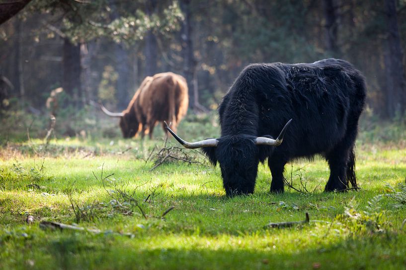 Schotse Hooglanders in de bossen van Rene  den Engelsman