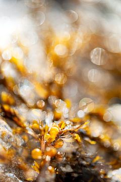 Golden pearls by the sea by Lisette Geel