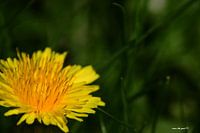 paardenbloem close up