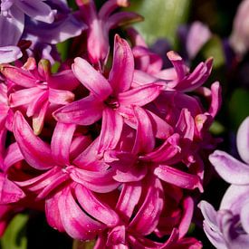 Hyacinth by Joren Vos
