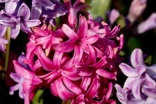 Hyacinth
