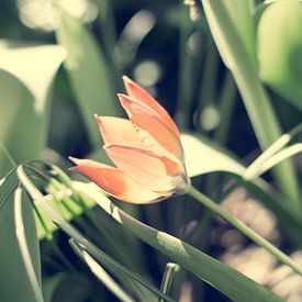 Kleine oranje tulp van Valqueira van der Does