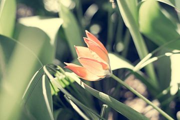 Kleine oranje tulp von Valqueira van der Does