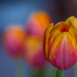 Tulips by Filip D´hooghe