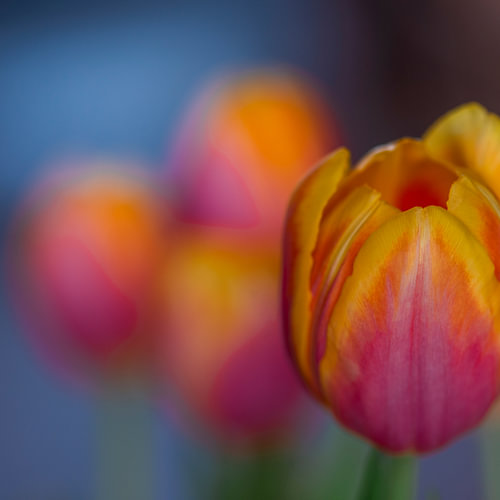 Tulpen
