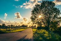 The sun shining trough the trees