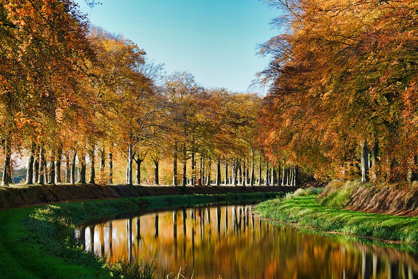 Hêtre Schipbeek par Herman Beld