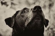 Concentratie van de hond in zwart wit. Een zwarte labrador van noeky1980 photography thumbnail