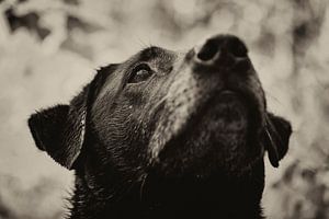 Concentratie van de hond in zwart wit. Een zwarte labrador