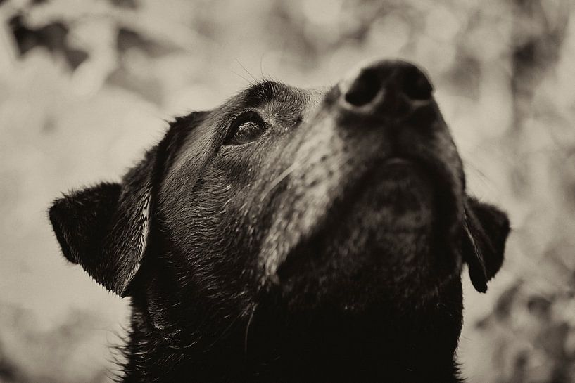 Concentratie van de hond in zwart wit. Een zwarte labrador van noeky1980 photography
