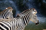 Zebras by Arno Maetens thumbnail