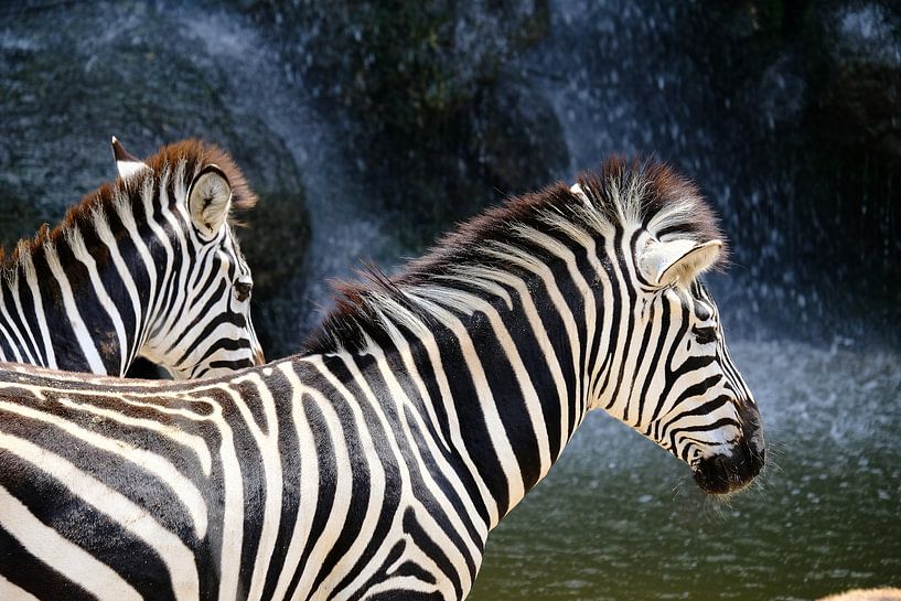 Zebras by Arno Maetens