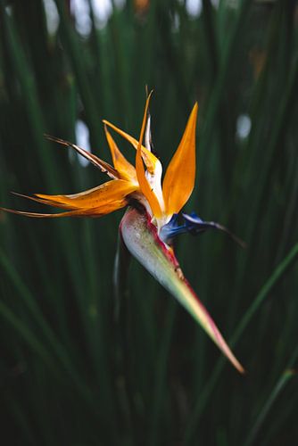 Groene Oase: De Betoverende Botanische Tuinen van Melbourne