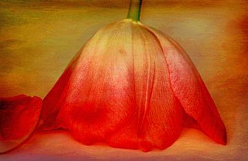 Tulpe kopfüber van Roswitha Lorz